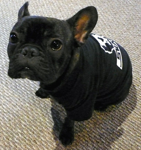 Gubacho rocks Skull