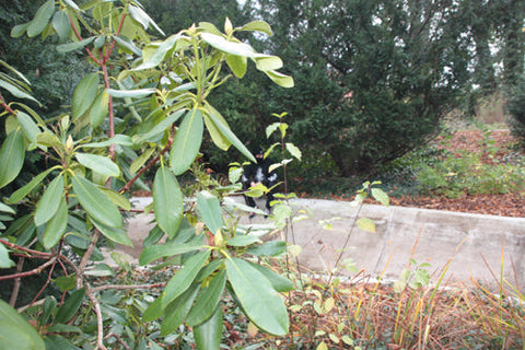 German Pro Freestyler BA. KU. Possession